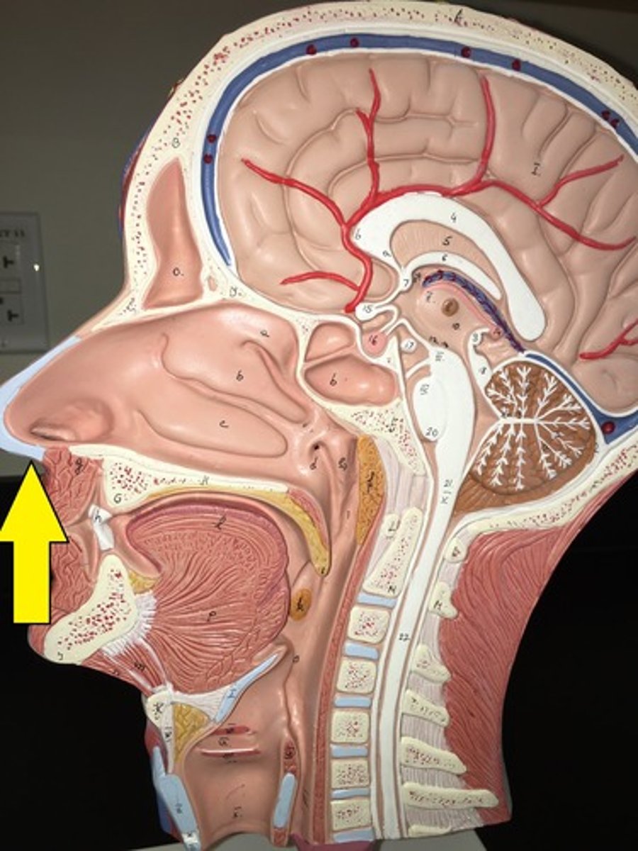 knowt flashcard image