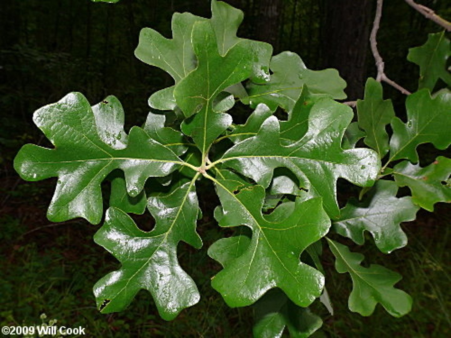 <p>Cross-shaped leaves with broad lobes; Jamesburg.</p>