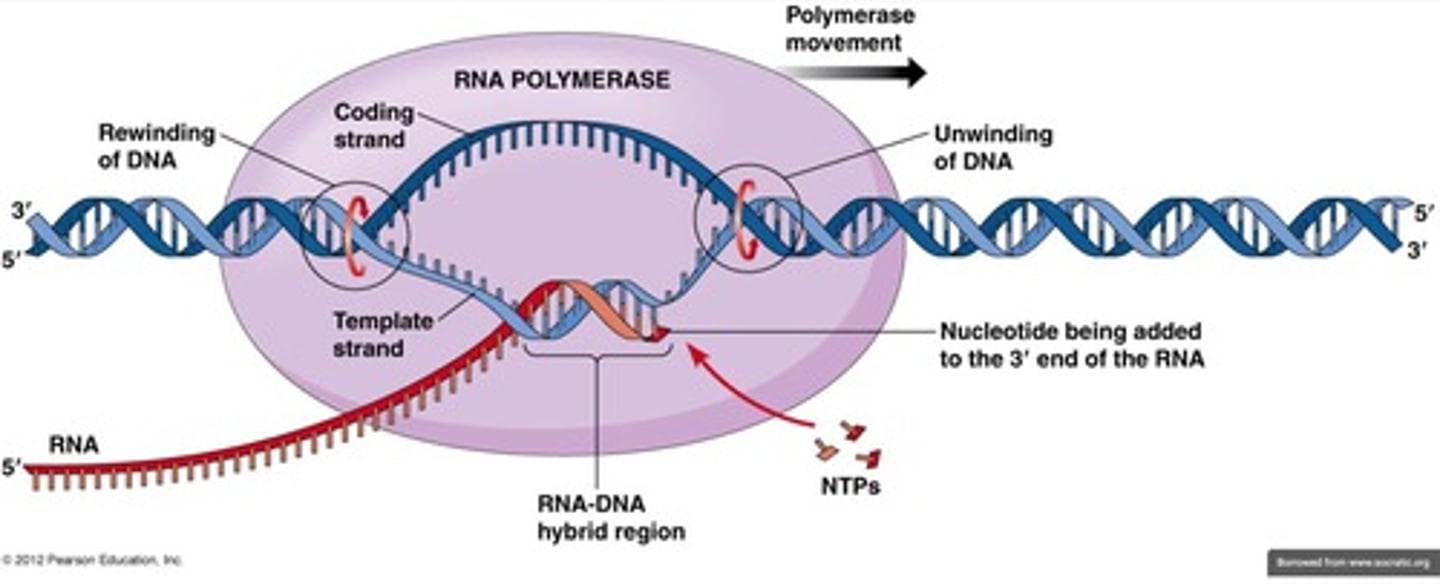 <p>RNA polymerase binds to the promoter region of a gene to initiate transcription of DNA into RNA.</p>