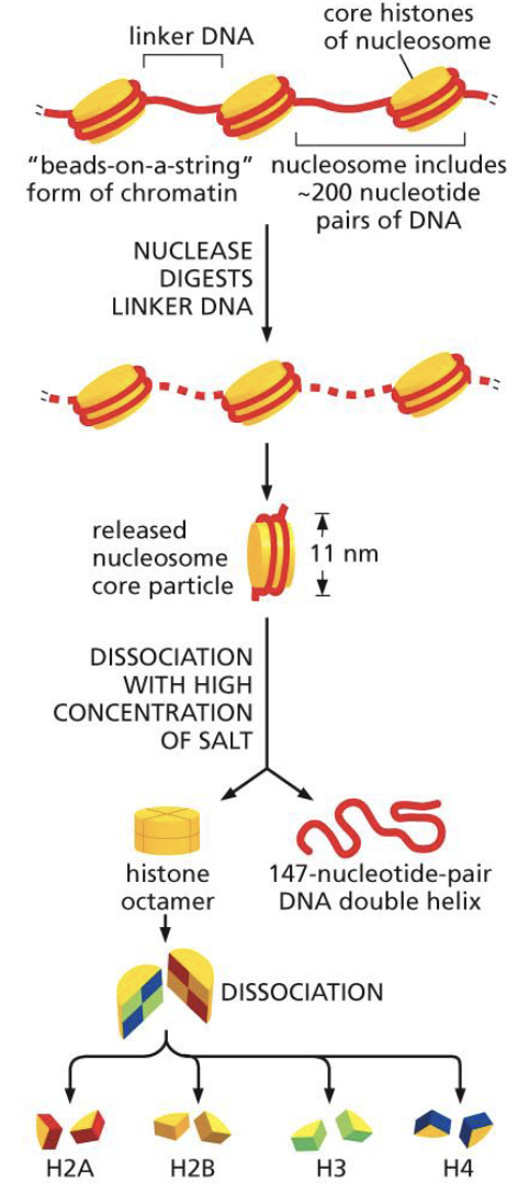 <ol><li><p>Use a nuclease to digest the linker DNA and break up the beads on a string form of chromatin</p></li><li><p>This then releases the nucleosome core particle (aka. the individual protein with the DNA wrapped around it)</p></li><li><p>To unravel the DNA from the protein, a high concentration of salt is used to dissociate them </p></li><li><p>One dissociated, you will notice that they separate into a histone octamer (mean 8 proteins) and a 147 base pair DNA double helix </p></li></ol><p></p>