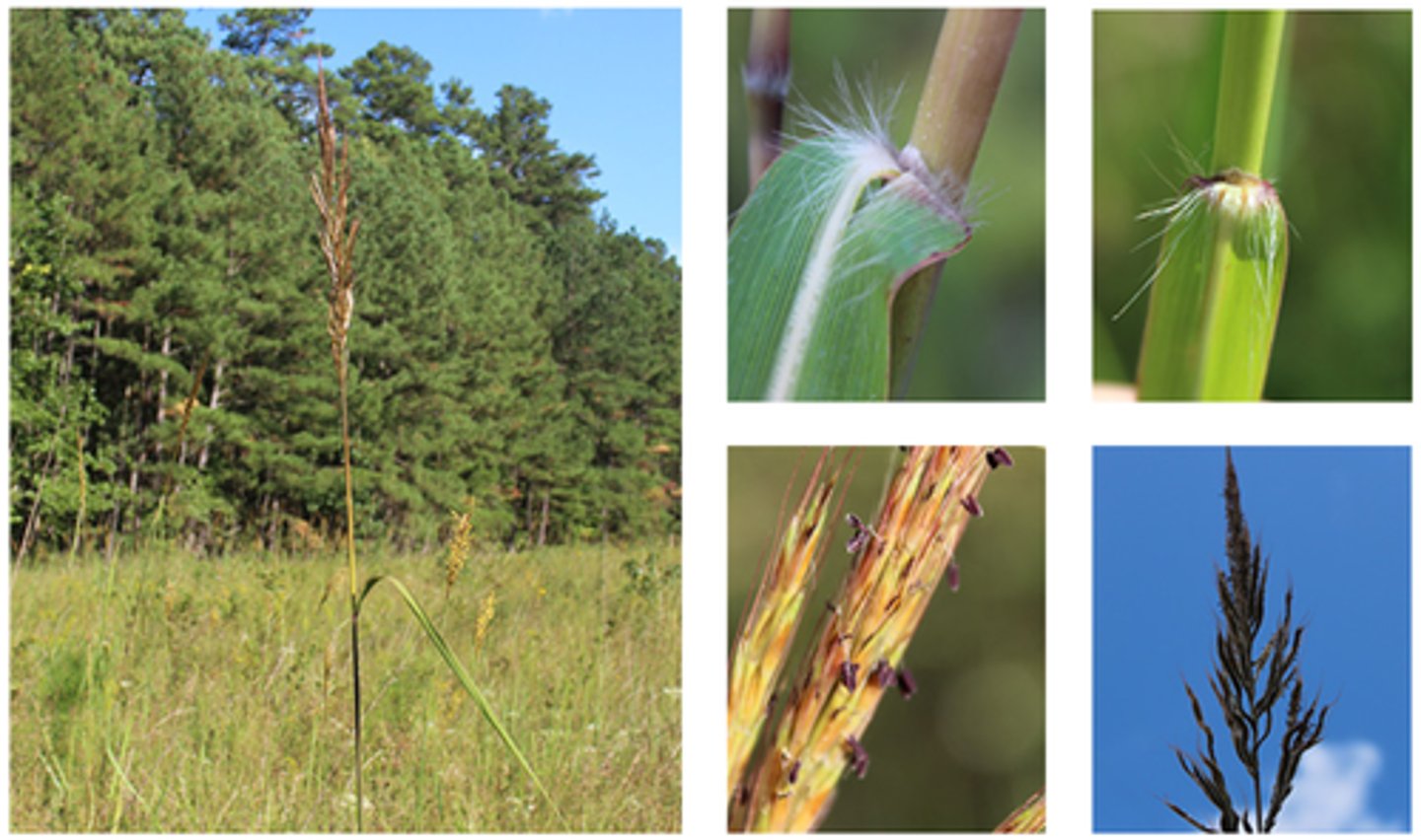 <p>-no bunny ears! (no outgrowths of sheath)<br>-hairs below fruit are short</p>