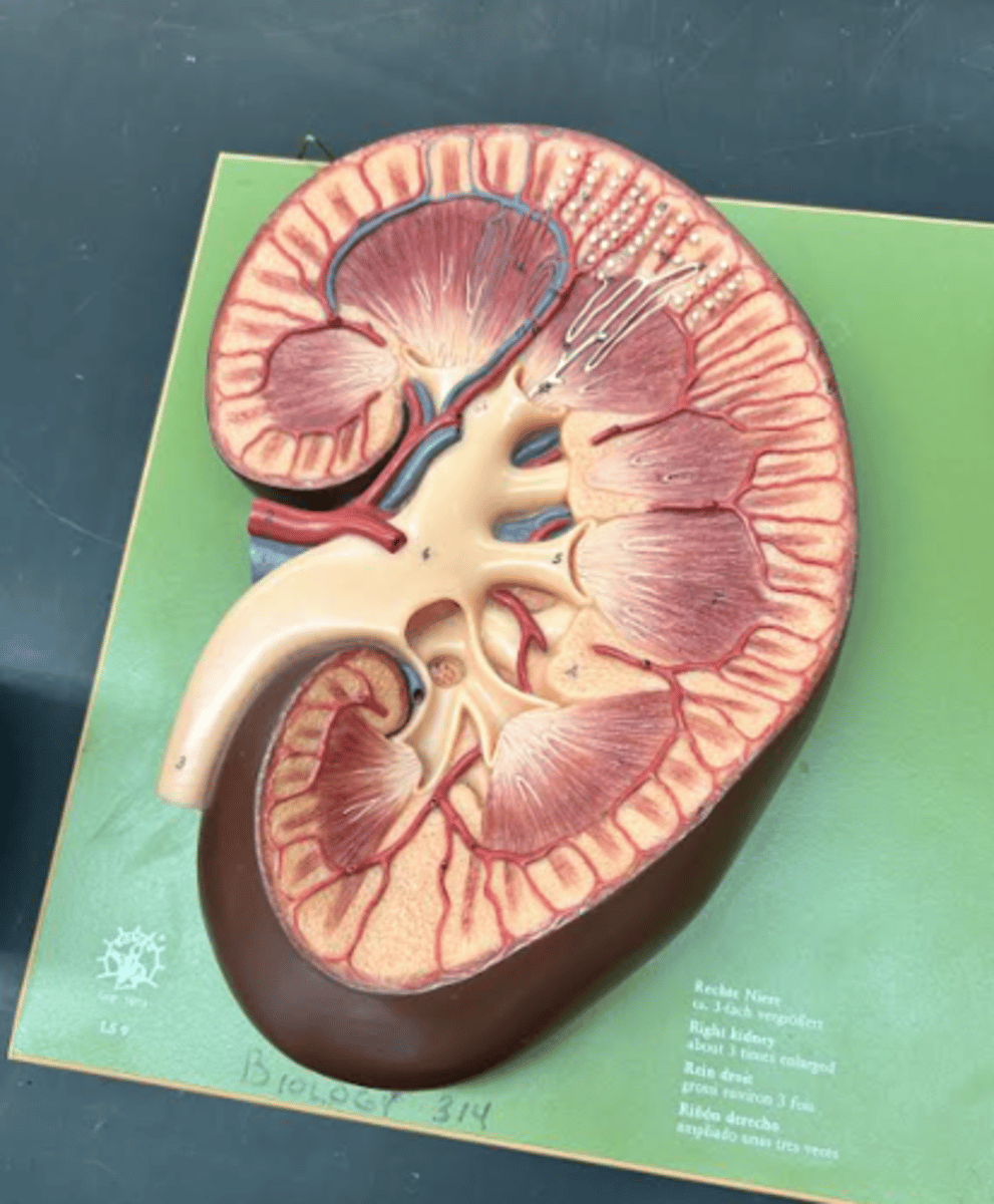 <p>organ over all</p>