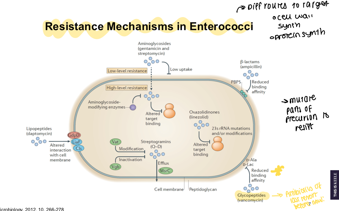 <p>Reduced PBP binding affinity, reduced peptide binding affinity, efflux pumps, low uptake of aminoglycosides </p>