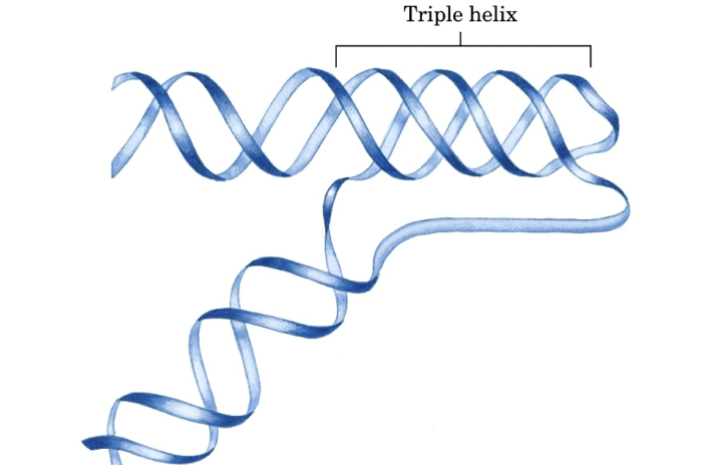 <p>triplex DNA</p>