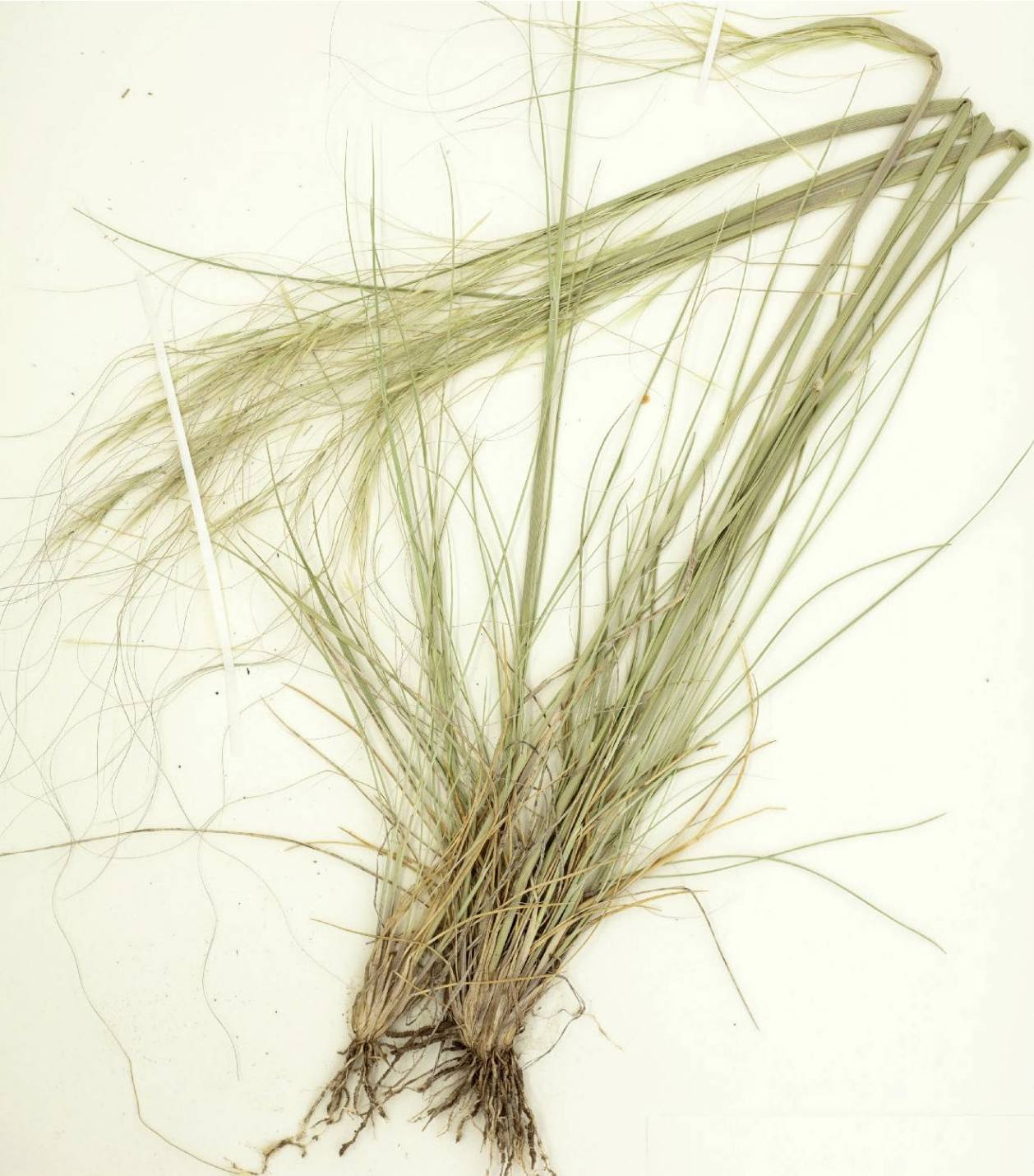 <p>What is this plant’s scientific name?</p>