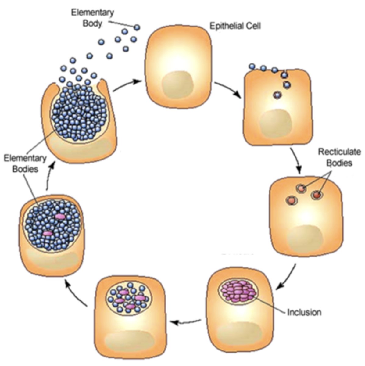 <p>Elementary</p><p>receptor</p><p>Reticulate</p><p>active</p><p>binary fission</p><p>inclusion</p><p>declines</p><p>DNA</p><p>RNA</p><p>protein</p><p>Elementary</p><p>infectivity</p><p>lysis</p>