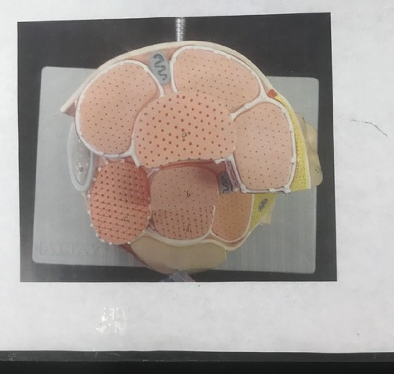 <p>For the following model, give the following:</p><p>1) name</p>