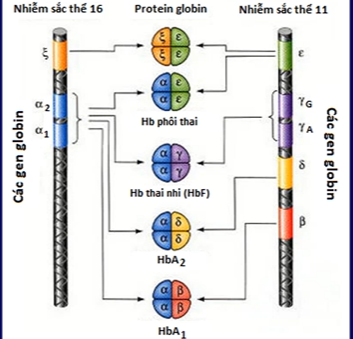 <p>Gồm gene tổng hợp chuỗi alpha nằm trên NST 16 có 2 locus gene, gene TH zeta cũng trên NST 16</p><p>Các gene globin còn lại omega, gammaG, gammaA, delta, beta nằm trên NST 11</p>
