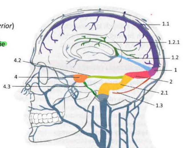 <p>3 <strong>Basilar plexus - </strong>Leży w stoku, łączy się z jamistą, skalista dolną i splotami kręgowymi wewnętrznymi</p>