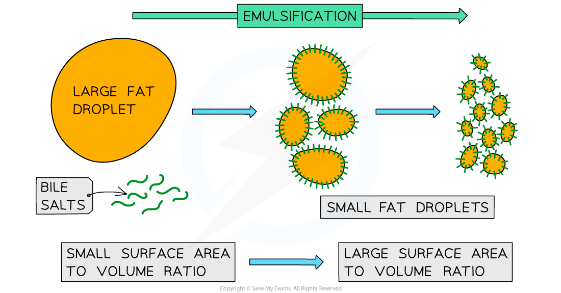 <ol><li><p><strong>Neutralising</strong> the <strong>hydrochloric acid</strong> from the stomach</p><ul><li><p>The <strong>alkaline </strong>properties of bile allow for this to occur</p></li><li><p>This neutralisation is essential as enzymes in the small intestine have a higher (more alkaline) <strong>optimum pH</strong> than those in the stomach</p></li></ul></li><li><p><strong>Breaking apart large drops of lipids (fats) into smaller ones </strong>(and so increasing their surface area)</p><ul><li><p>This is known as <strong>emulsification</strong></p></li></ul></li></ol><p></p>