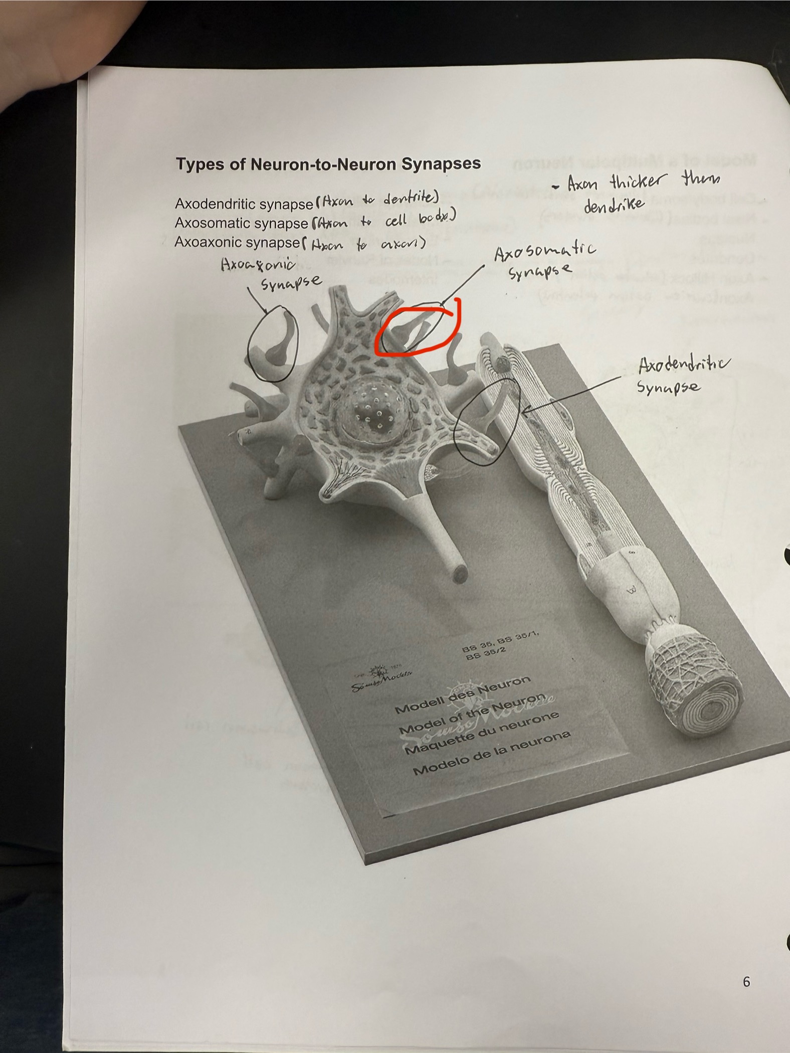 <ul><li><p>Synaps type: Axon to soma</p></li></ul><p></p>