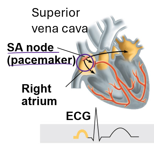 <p>What happens at the first little hump of the ECG</p>