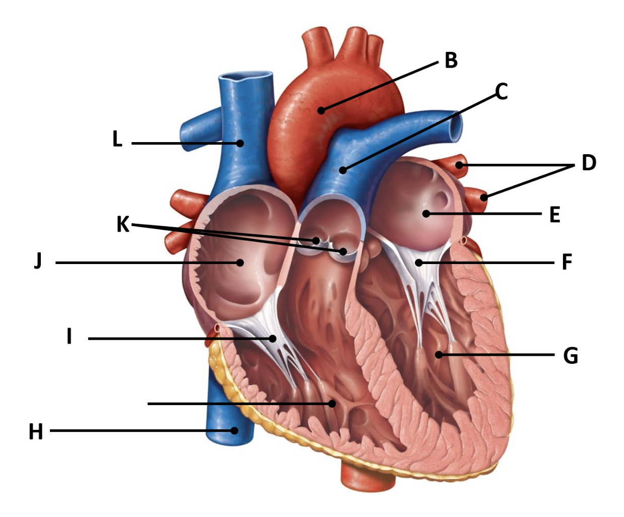 <p>superior vena cava</p>