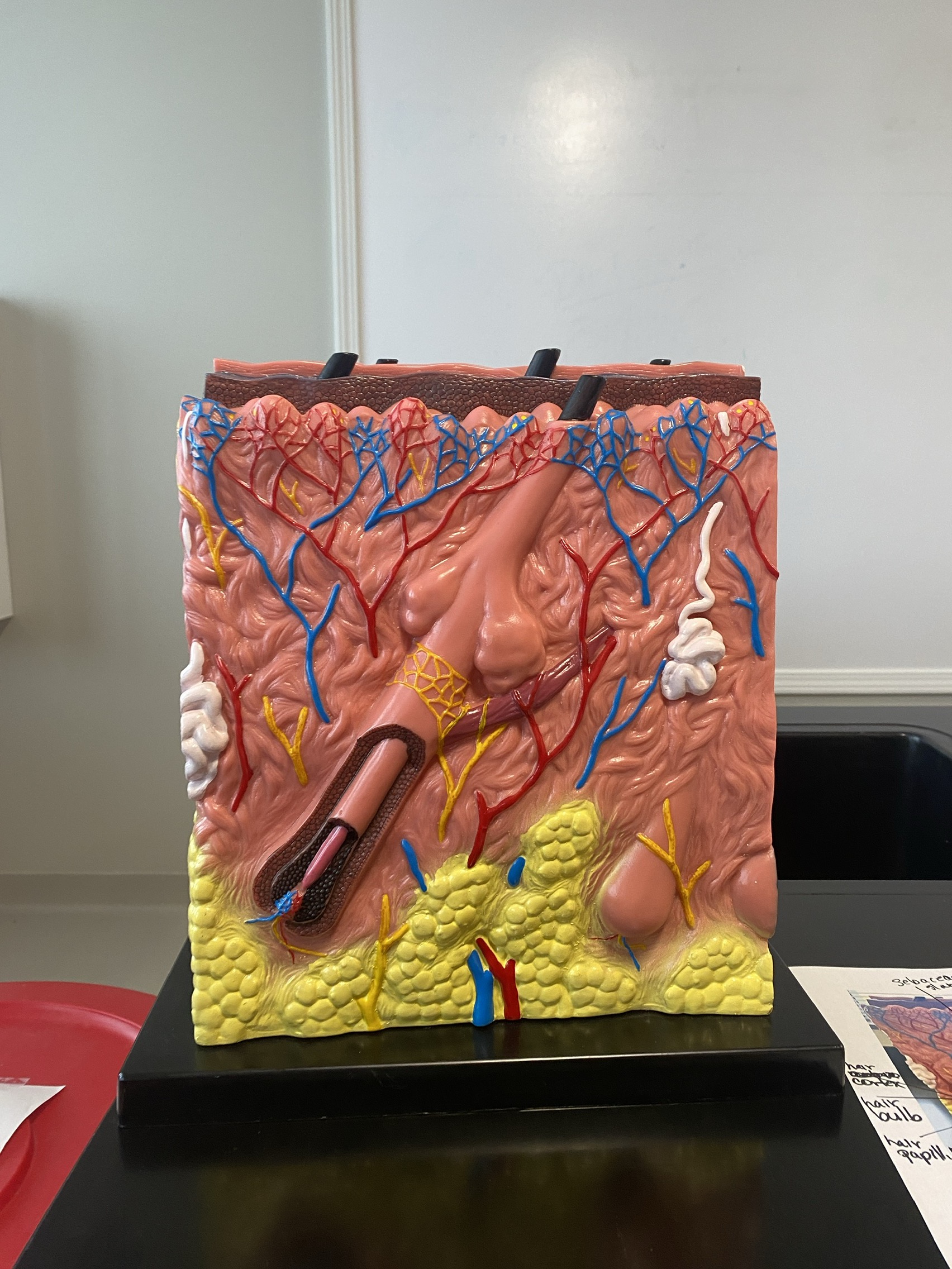 <p>Sebaceous gland</p>