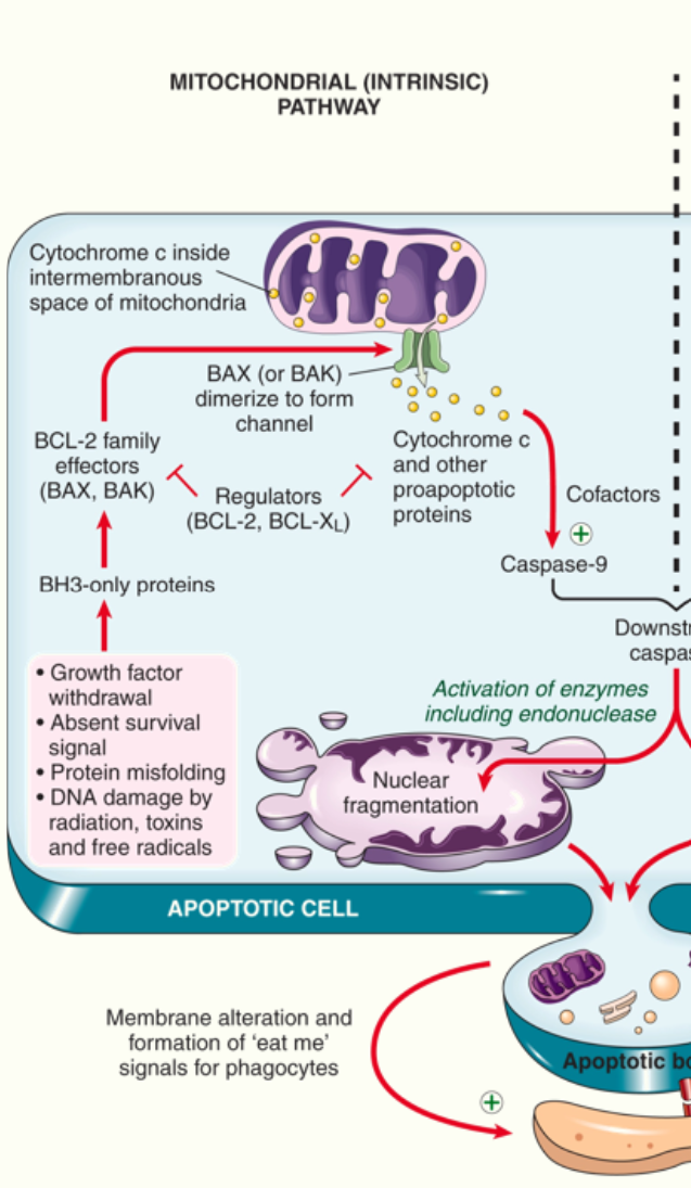 <ol><li><p>mitcohondria contain proteins that can induce apoptosis: cytochrome C</p></li><li><p>anti-apoptotic proteins maintain mitochondrial membrane integrity&nbsp;</p></li><li><p>deprivation of survival signals leads to dimerisation of pro-apoptotic factors BAK and BAX</p></li><li><p>BAK and BAX dimerise and insert into mitochondrial membrane, forming channels</p></li><li><p>permeabilisation of mitochondrial membrane releases cytochrome C</p></li><li><p>caspase activation is triggered, leading to apoptosis</p></li></ol><p></p>