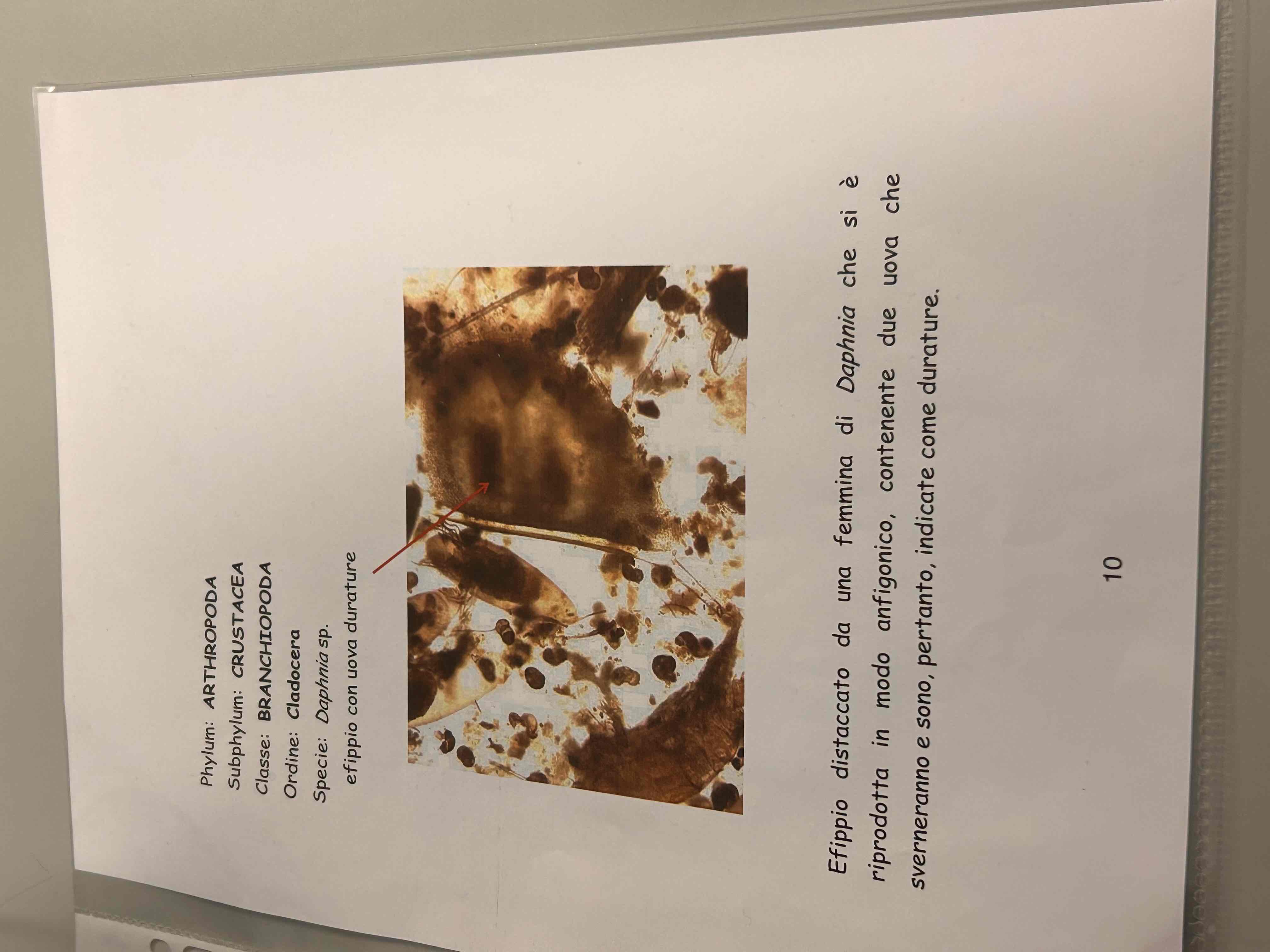 <p>Crostacei</p><p>Branchiopodi</p><p>Cladocera</p><p>Daphnia sp (efippio con uova)</p>