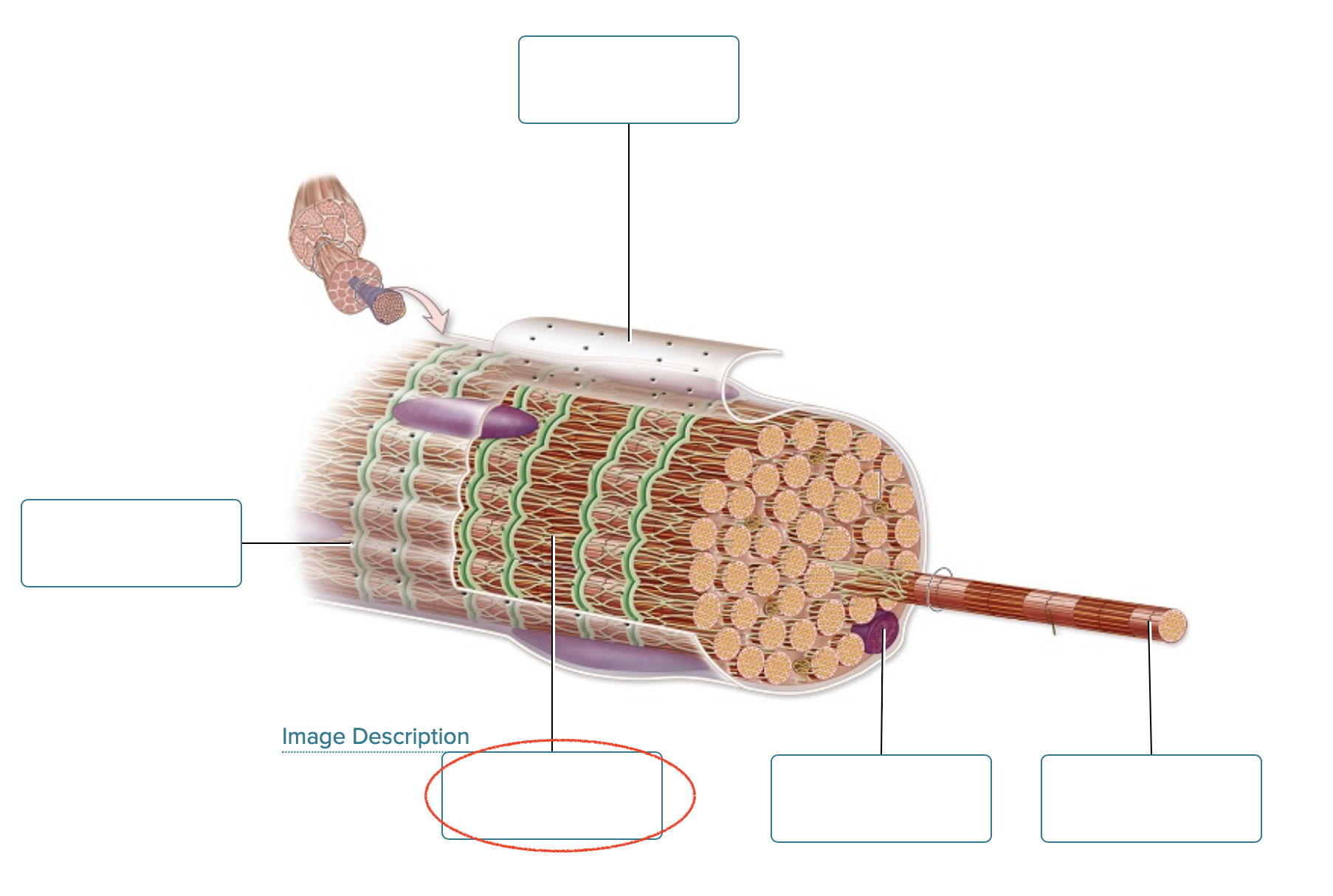 <p><span><span>Label the structures of a skeletal muscle fiber.</span></span></p>