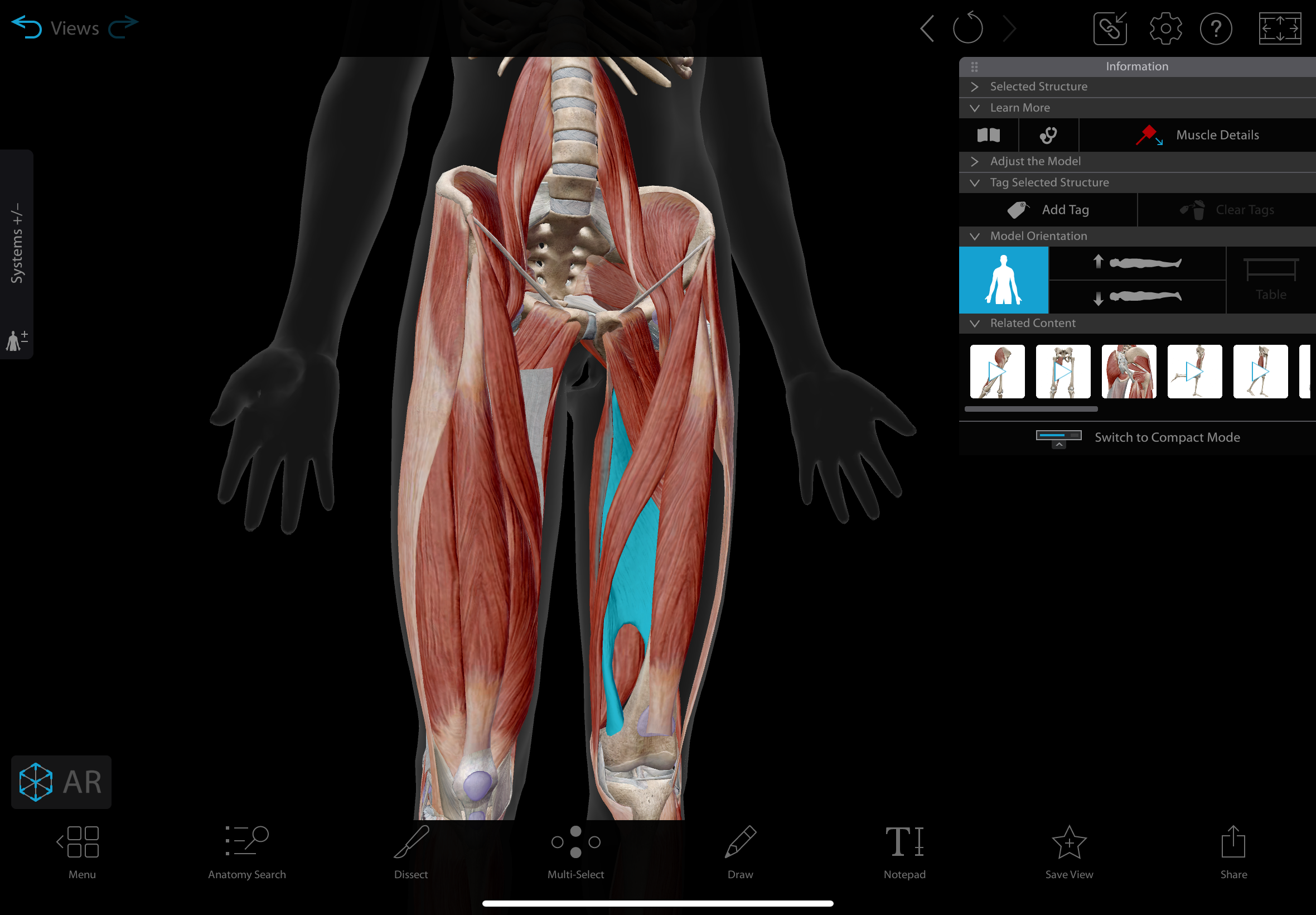 <p>A large muscle in the medial compartment of the thigh </p><p></p><p>actions: adductor part: adducts, medially rotates, & flexes hip, hamstring part: extends & laterally rotates hip</p><p>insertion: linea aspera & adductor tubercle </p><p>innervation: adductor part: obturator nerve, hamstring part: tibial division of sciatic nerve</p>
