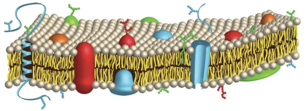 <p><strong>phospholipids have a polar end (end with the phosphate group) and a non-polar end (end with the hydrocarbon tail)</strong></p><ul><li><p>This causes it to have both hydrophobic &amp; hydrophilic regions, being known as an<strong> amphipathic molecule.</strong></p></li></ul><p>In aqueous solutions, such structures will arrange themselves in a bilayer (two sets), where the hydrophobic region will remain internal, while the hydrophilic region will remain external. <strong>This then forms a plasma membrane, found in many organelles.</strong></p>