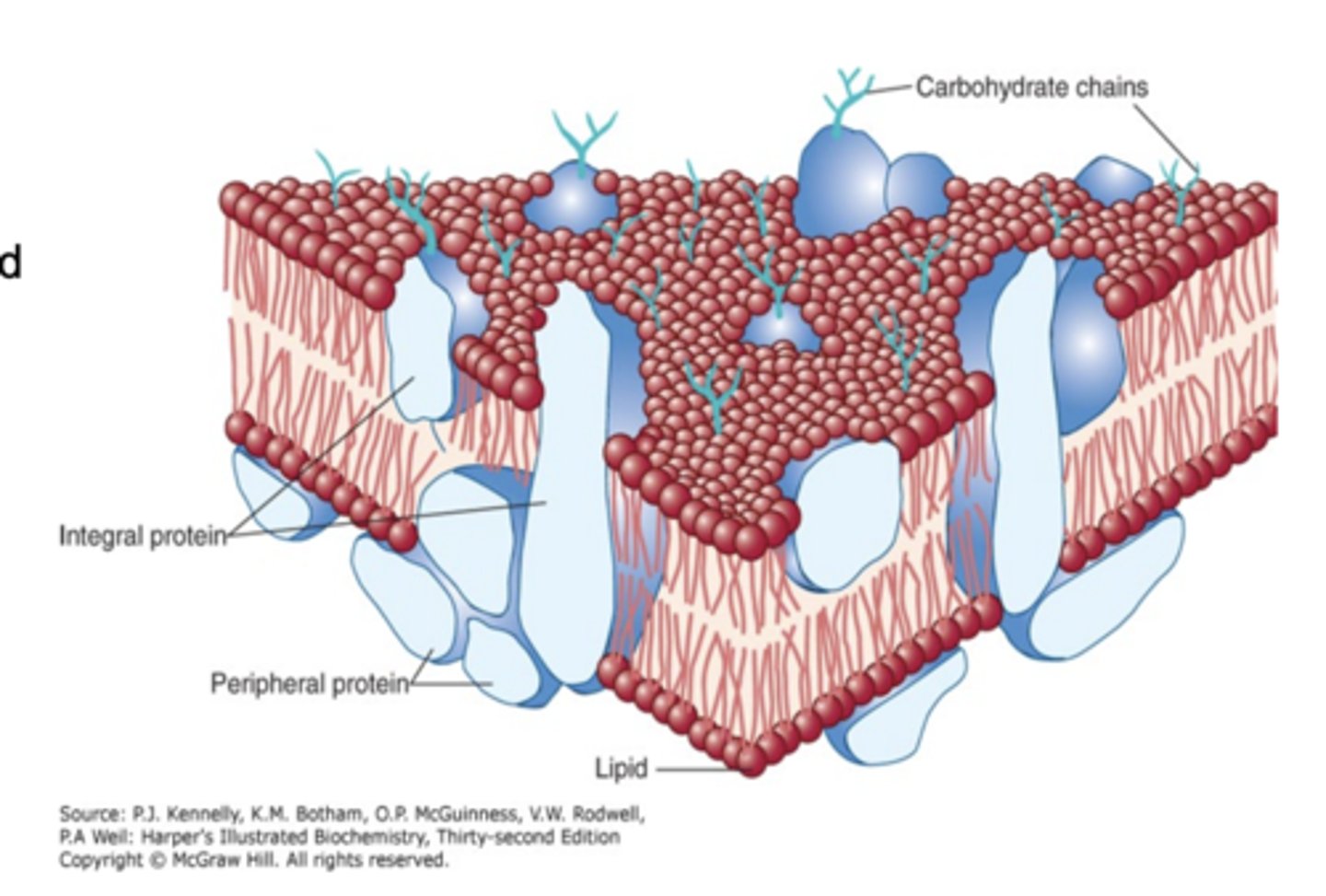 <p>1. Membrane consists of a lipid bilayer with proteins inserted or bound to its surface</p><p>- proteins have different functions based on their locations</p><p>2. The membrane is fluid</p>