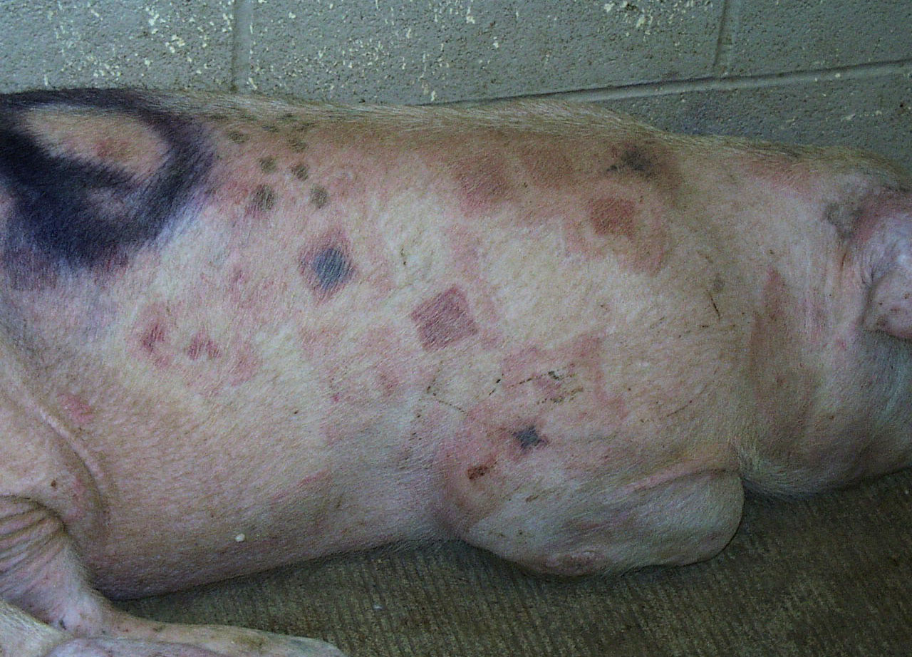 <p>What is the likely pathogen?</p>