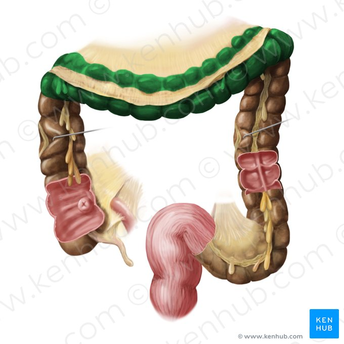 <p>The part of the large intestine that travels across the abdomen from right to left.</p>