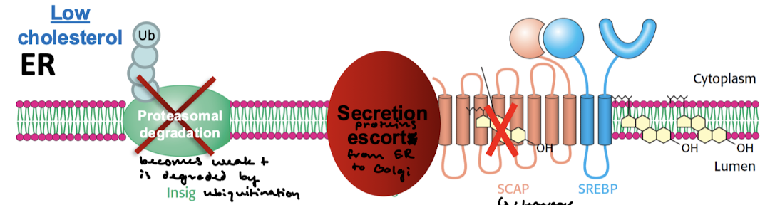 <p>SCAP and insig are not bound by sterols. Insig becomes weak and is polyubiquitinated and degraded.</p>