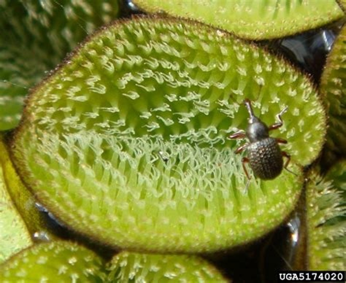 <p>the intentional release of a natural enemy to attack a pest population</p><p>- Think of salvinia eating weavels</p>