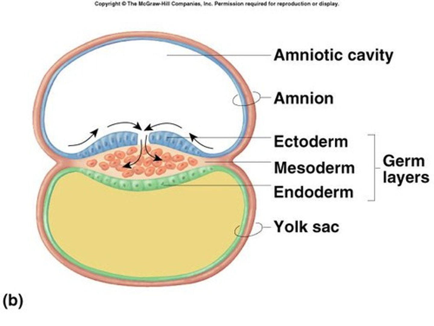 <p>&gt; Trilaminar germ disc with ectoderm, mesoderm and endoderm forms</p><p>- entirety of baby formed from these 3 layers</p>