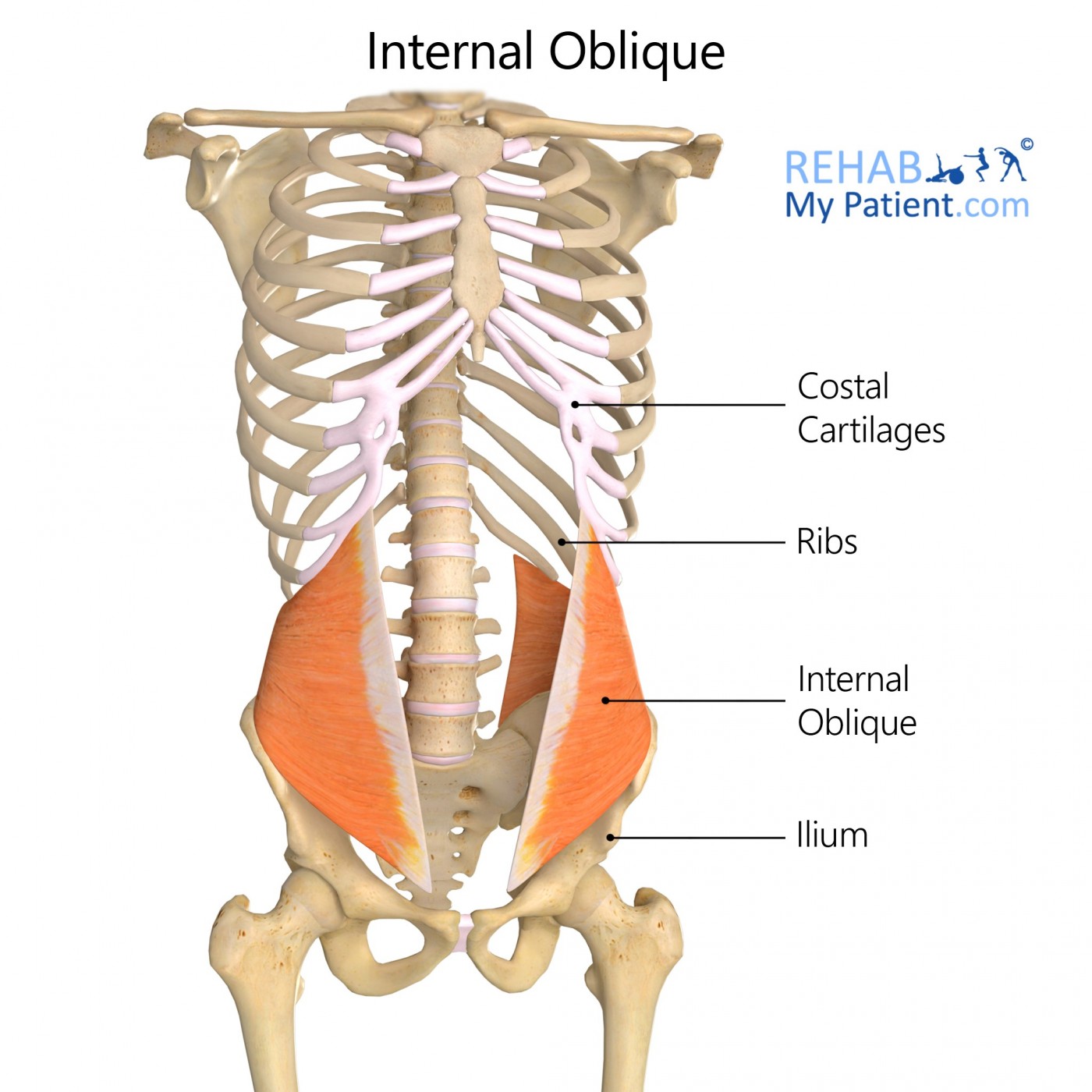 <p>Internal oblique</p>