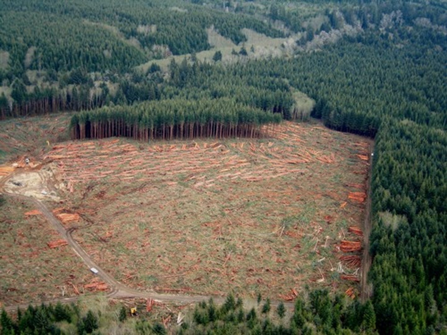 <p>the process of cutting down all the trees in an area at once</p>