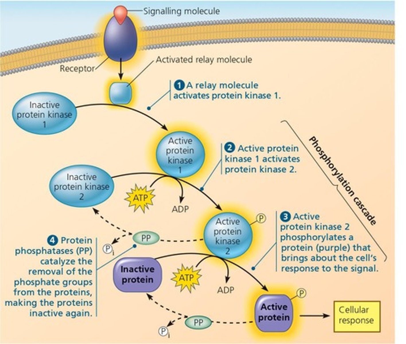 <p>A series of events where one kinase activates another, amplifying the signal.</p>