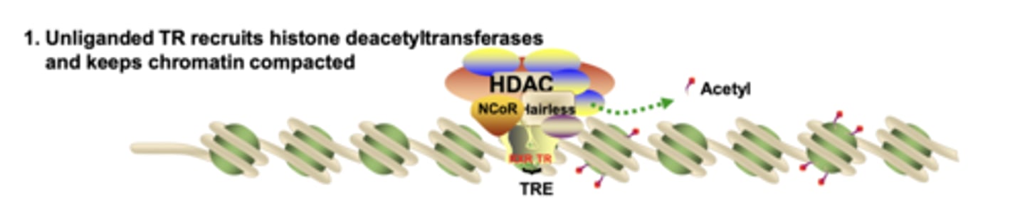 <p>it recruits HDAC-containing co-repressor complexes, which remove acetyl groups and keep chromatin condensed</p>