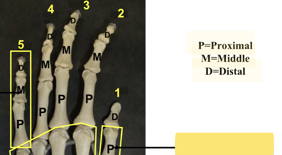 <p>Proximal, middle, distal </p>