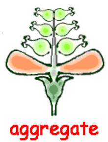 <p><span style="background-color: transparent;"><span>matures from multiple ovaries of a single flower</span></span></p>