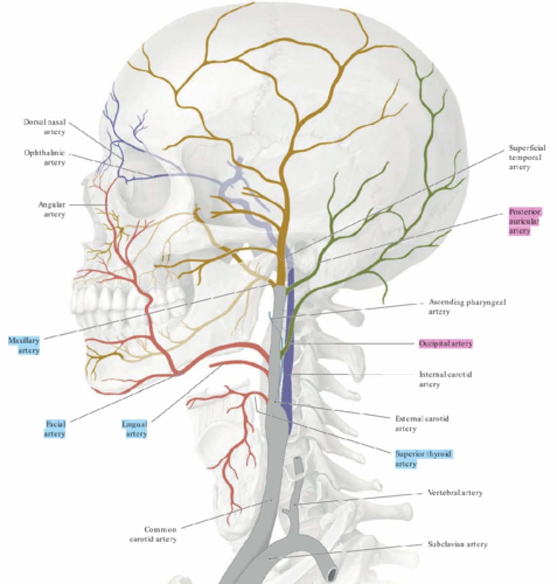 <p>1. Arteria thyroidea superior</p><p>2. Arteria lingualis</p><p>3. Arteria facialis</p><p>4. Arteria maxillaris</p><p>5. Arteria occipitalis (posteriort)</p><p>6. Arteria auricularis (posteriort)</p>