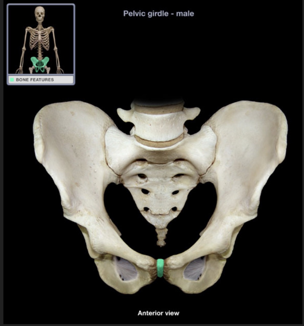 <p><span style="font-family: Arial, sans-serif; color: rgb(45, 59, 69)">joint with fibrocartilage disc joining the two hip bones anteriorly</span></p>
