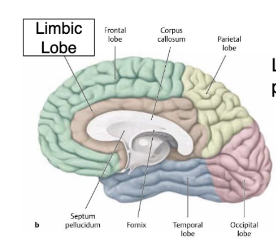 <p>the limbic lobe is separated from the frontal and parietal lobes by…?</p>