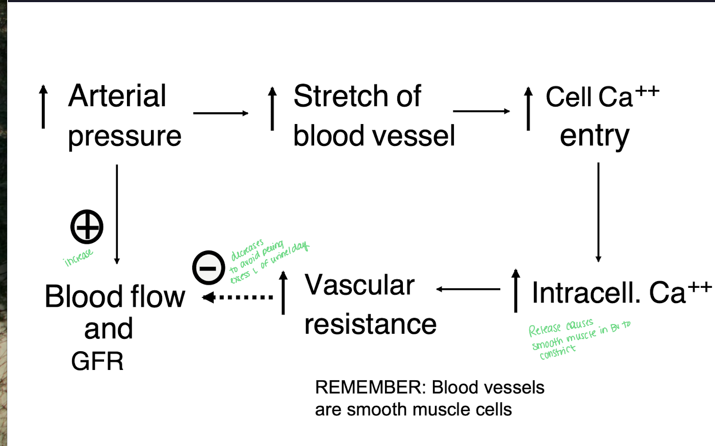 <ol><li><p>increase in arterial pressure will increase stretch of blood vessels (smooth muscle)</p></li><li><p>Ca+ cells will enter and the intracellular Ca+ level will increase leading to constriction of blood vessels</p></li><li><p>This will increase vascular resistence</p><ul><li><p>decreases renal blood flow and GFR</p></li></ul></li><li><p>Increase in the arterial pressure will directly cause an increase in renal blood flow and GFR (going back to #1)</p></li></ol><p></p>