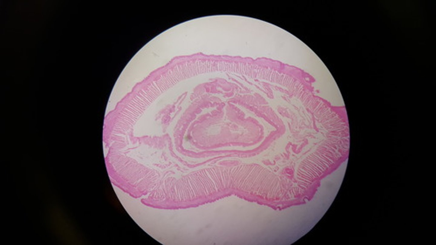 <p>What is it?</p><p>Subkingdom?</p><p>Phylum?</p><p>Class?</p>