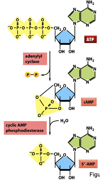 <p>cAMP Signaling</p>