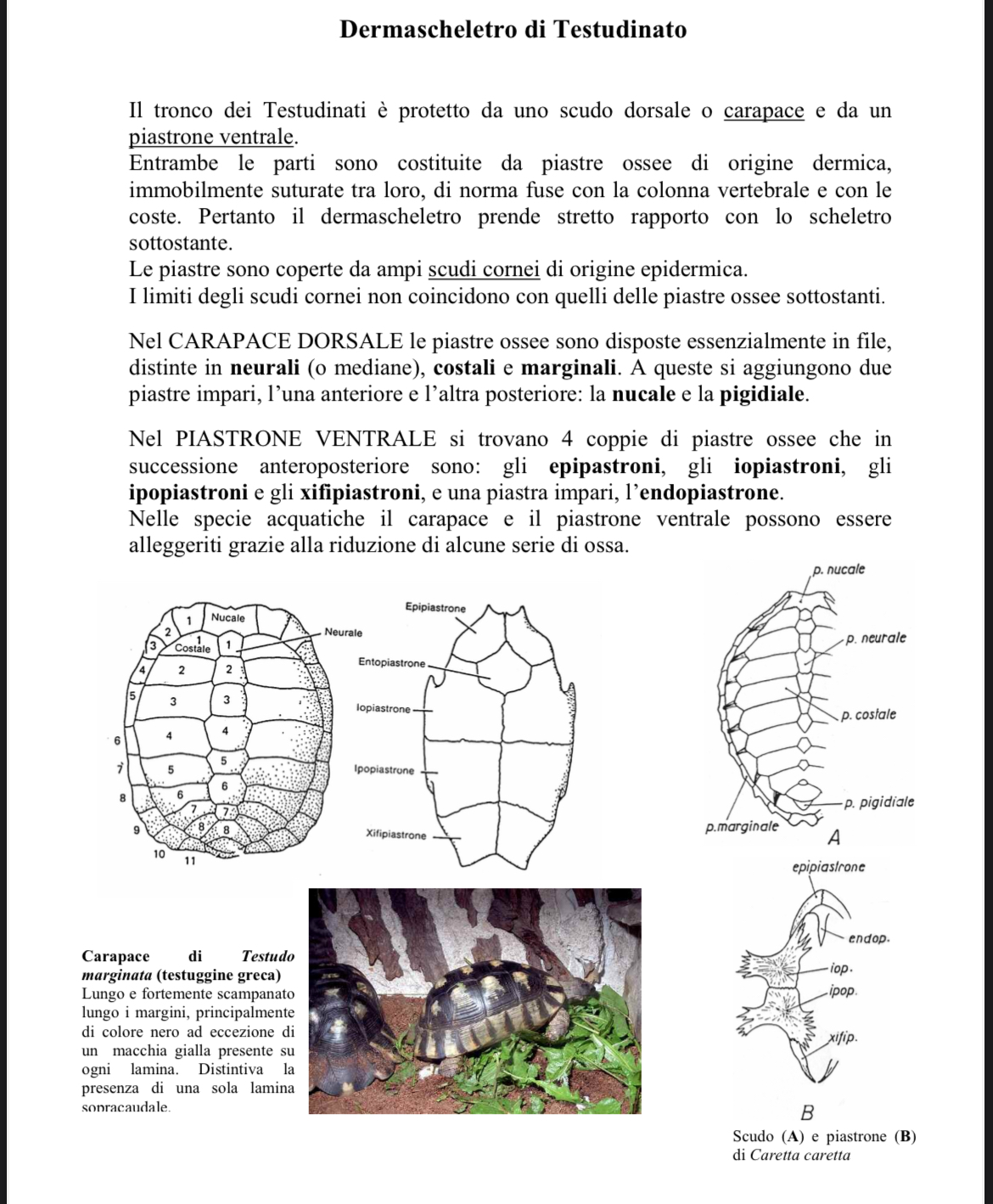 <p>Dermascheletro tartaruga marina</p>