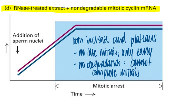 <p>M cyclin must be destroyed to allow completion of mitosis in this assay </p><ul><li><p>both increase and plateau </p></li><li><p>no late mitosis; only early </p></li><li><p>no degradation = cannot complete mitosis </p></li></ul><p></p>