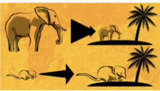 <p>small vertebrates —&gt; larger; large —&gt; dwarfs</p>