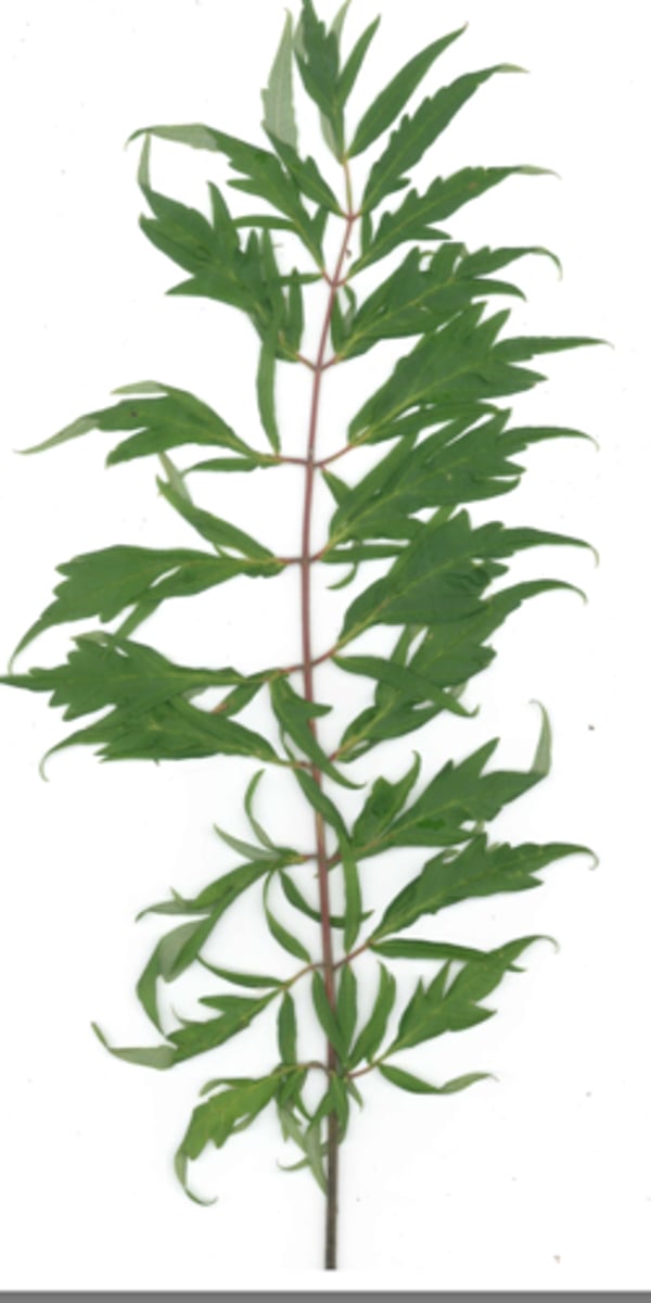 <p>dissected leaflets, hairy drupes, red fall color</p>