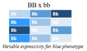 <p>Variation in phenotypic expression when penetrance is complete</p><p>A range of symptoms displayed in individuals with the same fully penetrant genotype</p><p>Variable expressivity is the norm among genetic diseases and is particularly common for disorders that affect multiple organ systems</p>
