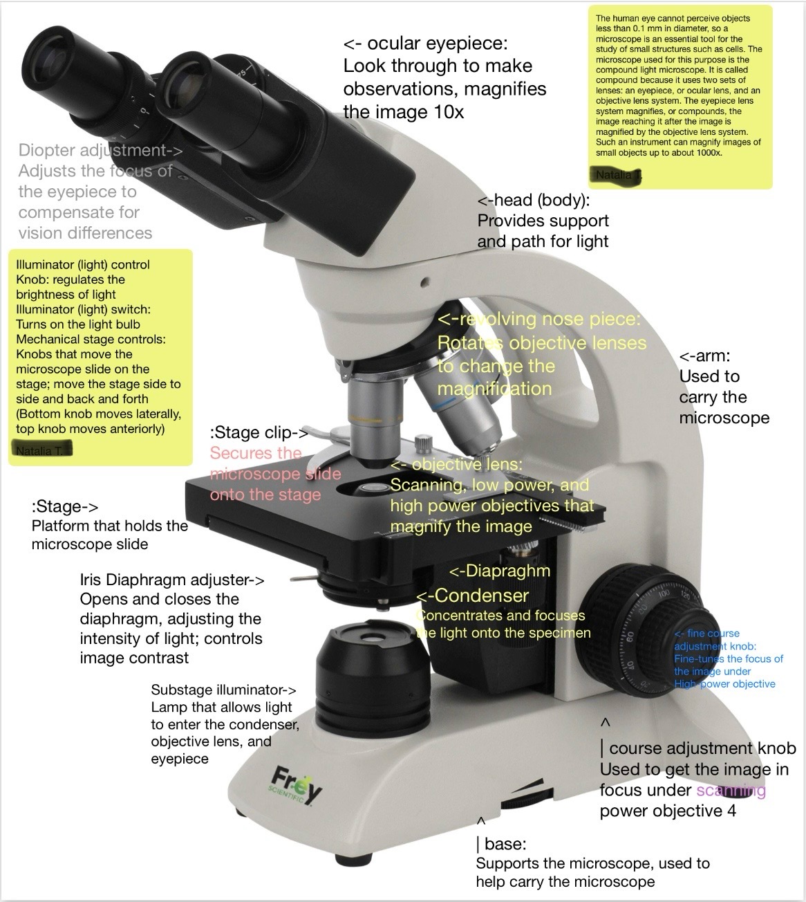 <p>Proper microscope procedure</p>