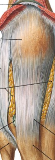 <p>girnelės raištis</p>