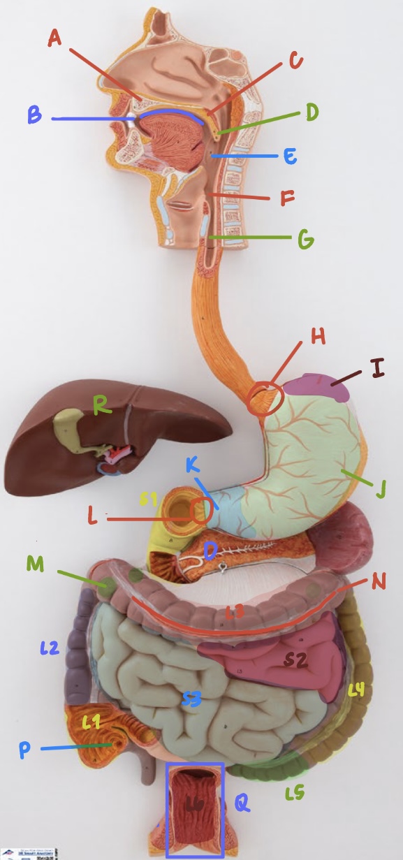 <p>Label L3</p>