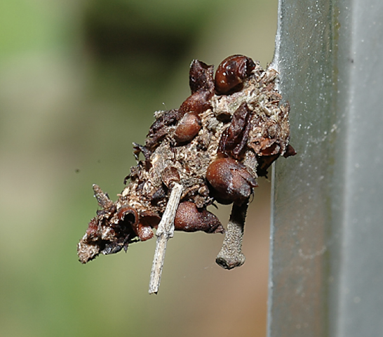 <p>defense mechanism</p><p>who would bother to eat this</p>